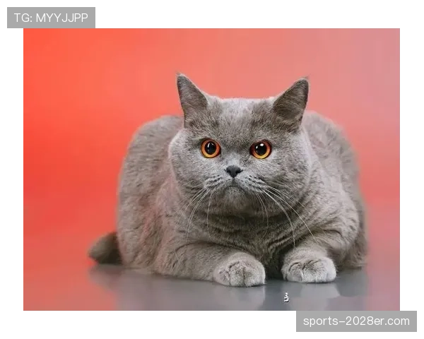 掌敏洁那生活简直两极分化，一边训练像疯子一边回家变猫奴？